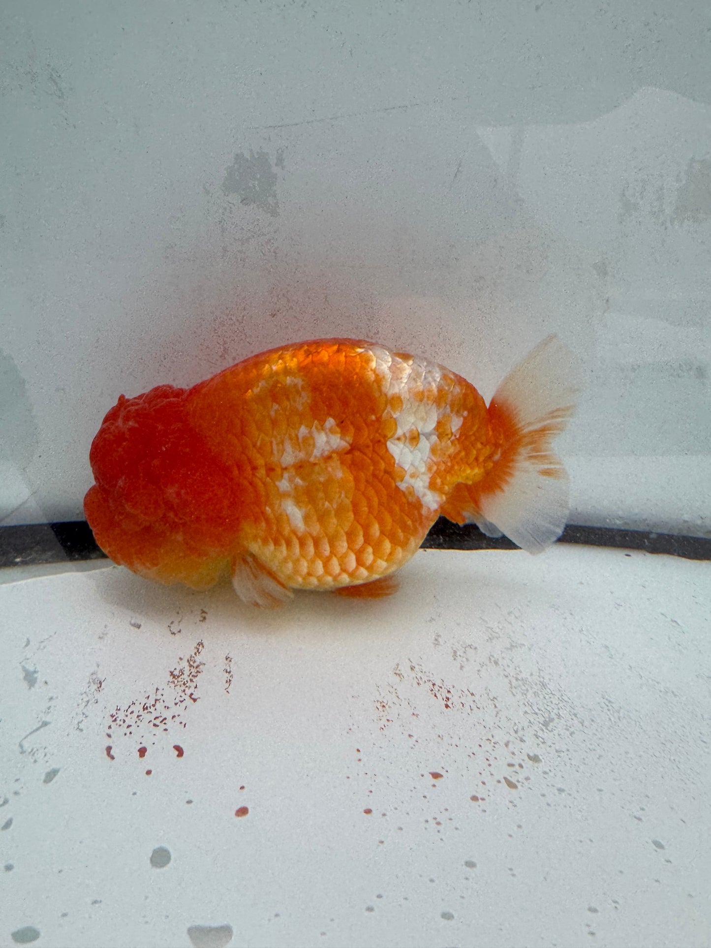 Red&white Ranchu. WVF459
