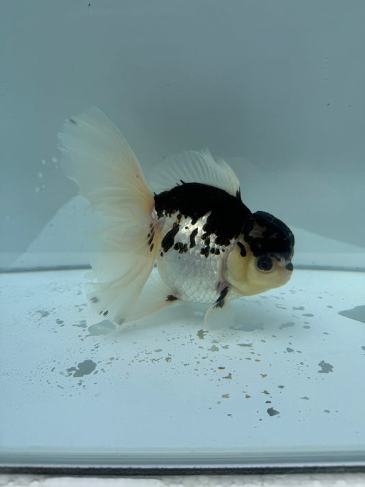 Panda Oranda WVF020