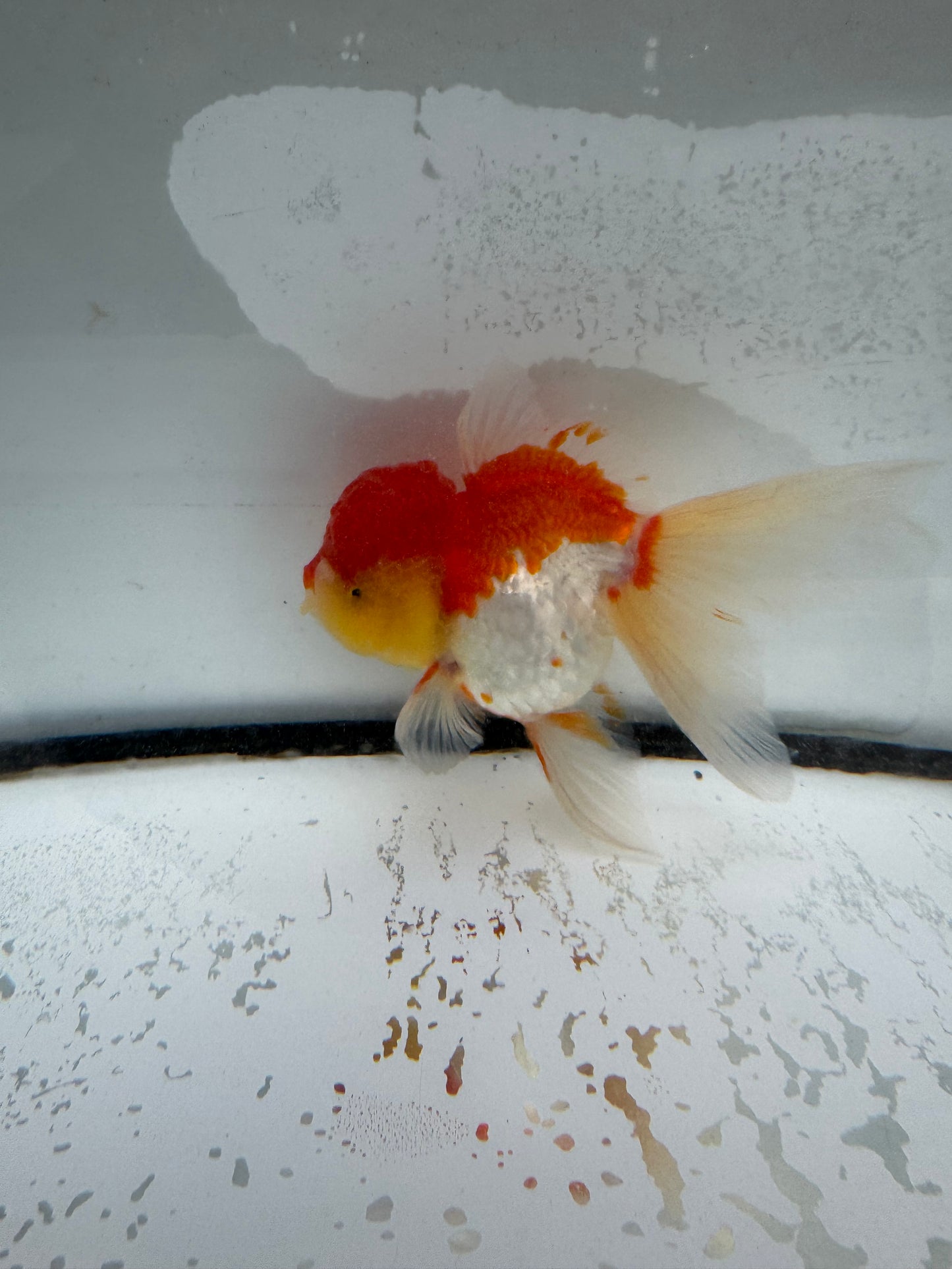 Red&white Oranda.  WVF986