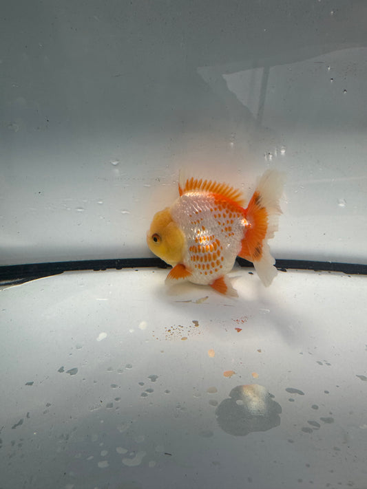 Red&white  oranda.  WVF939