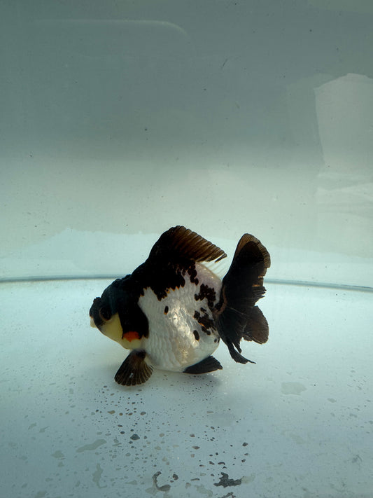 Short tail panda Tricolour.  WVF259 Direct from Nana Farm