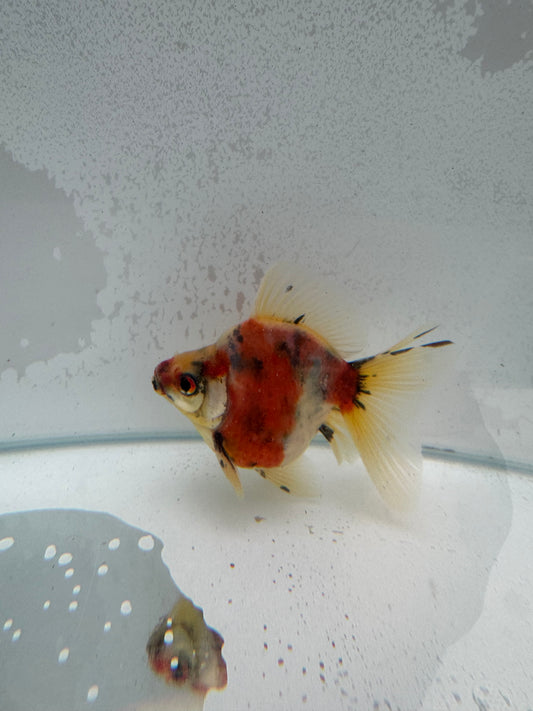 Broadtail calico Ryukin. WVF376