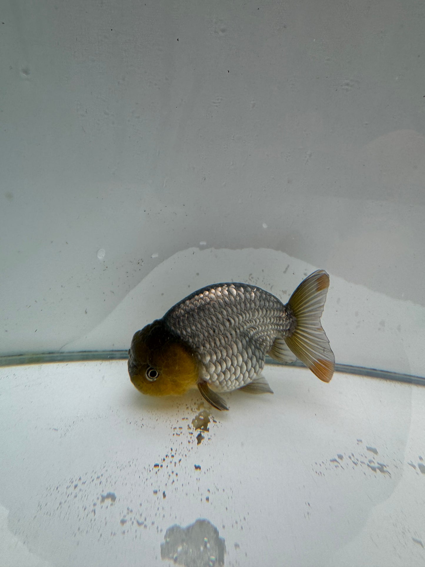 Steel blue Ranchu.  WVF040