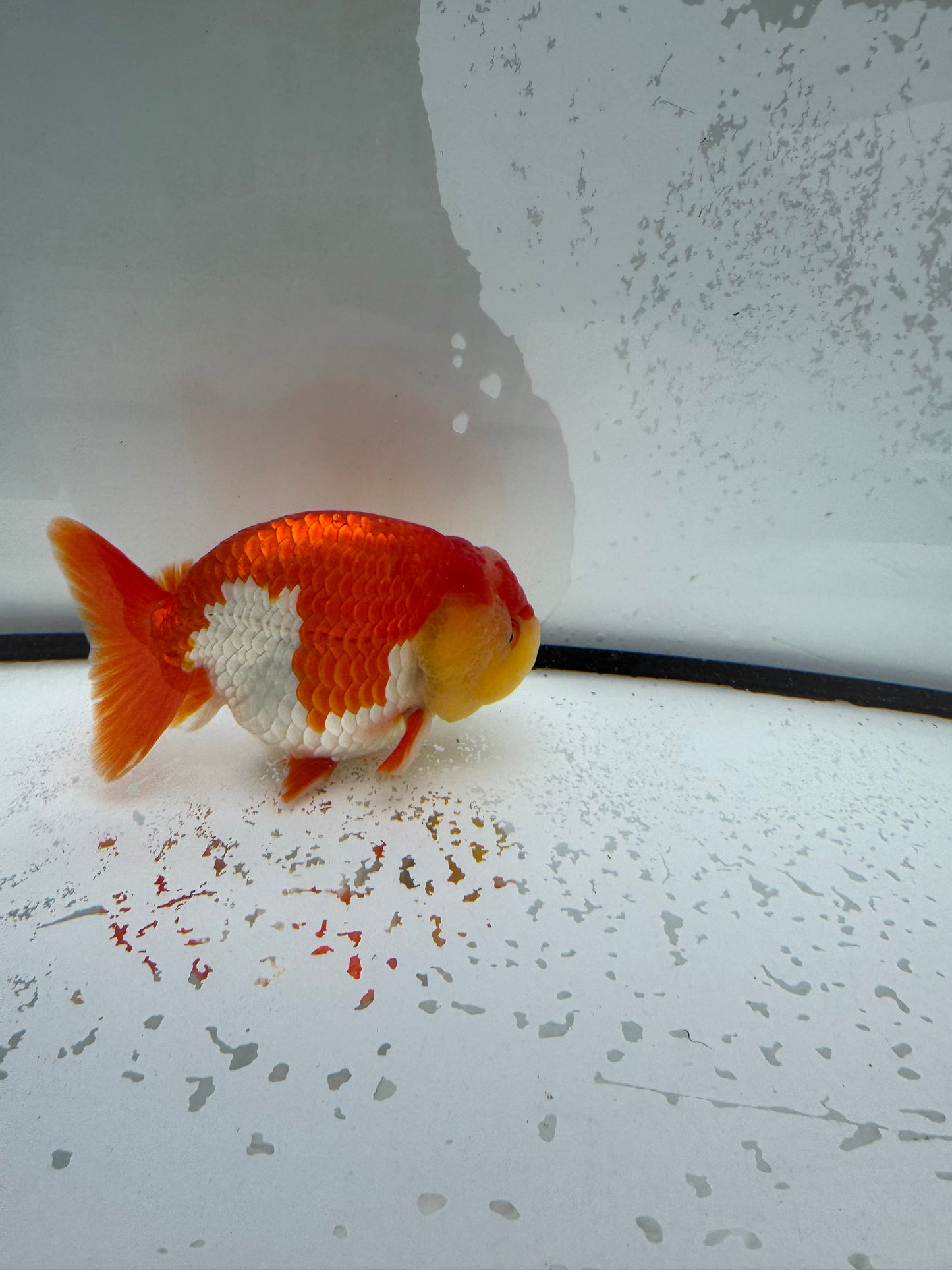 Red&whiteRanchu. WVF1108