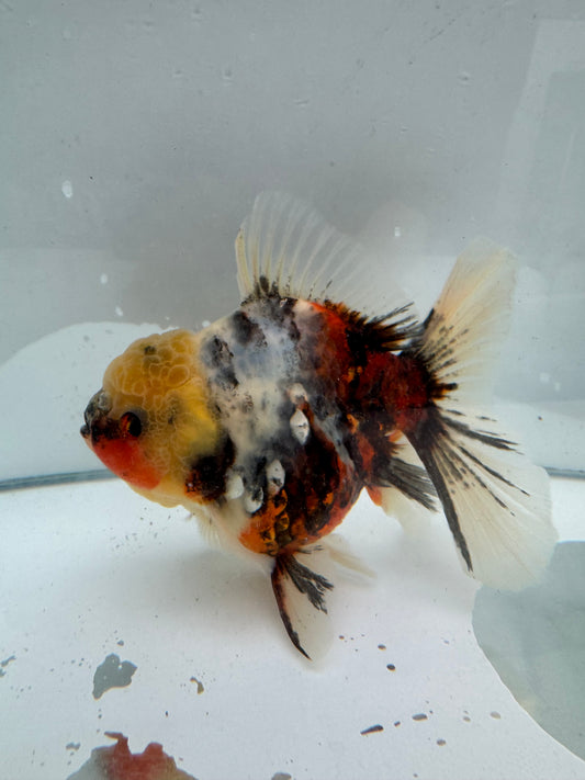 Calico Oranda.  WVF079