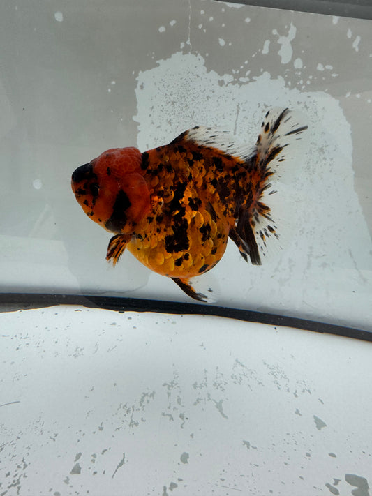 Red tiger Oranda. WVF1120