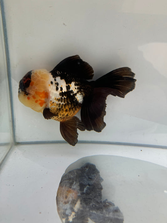 Tricolour Oranda. WVF281