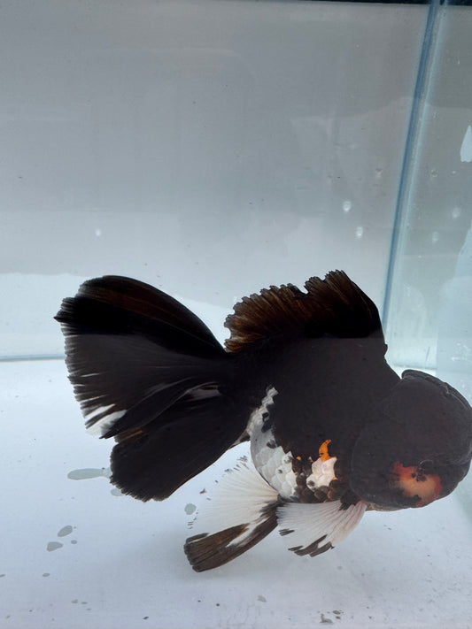 Panda/ Tricolour Oranda. WVF294