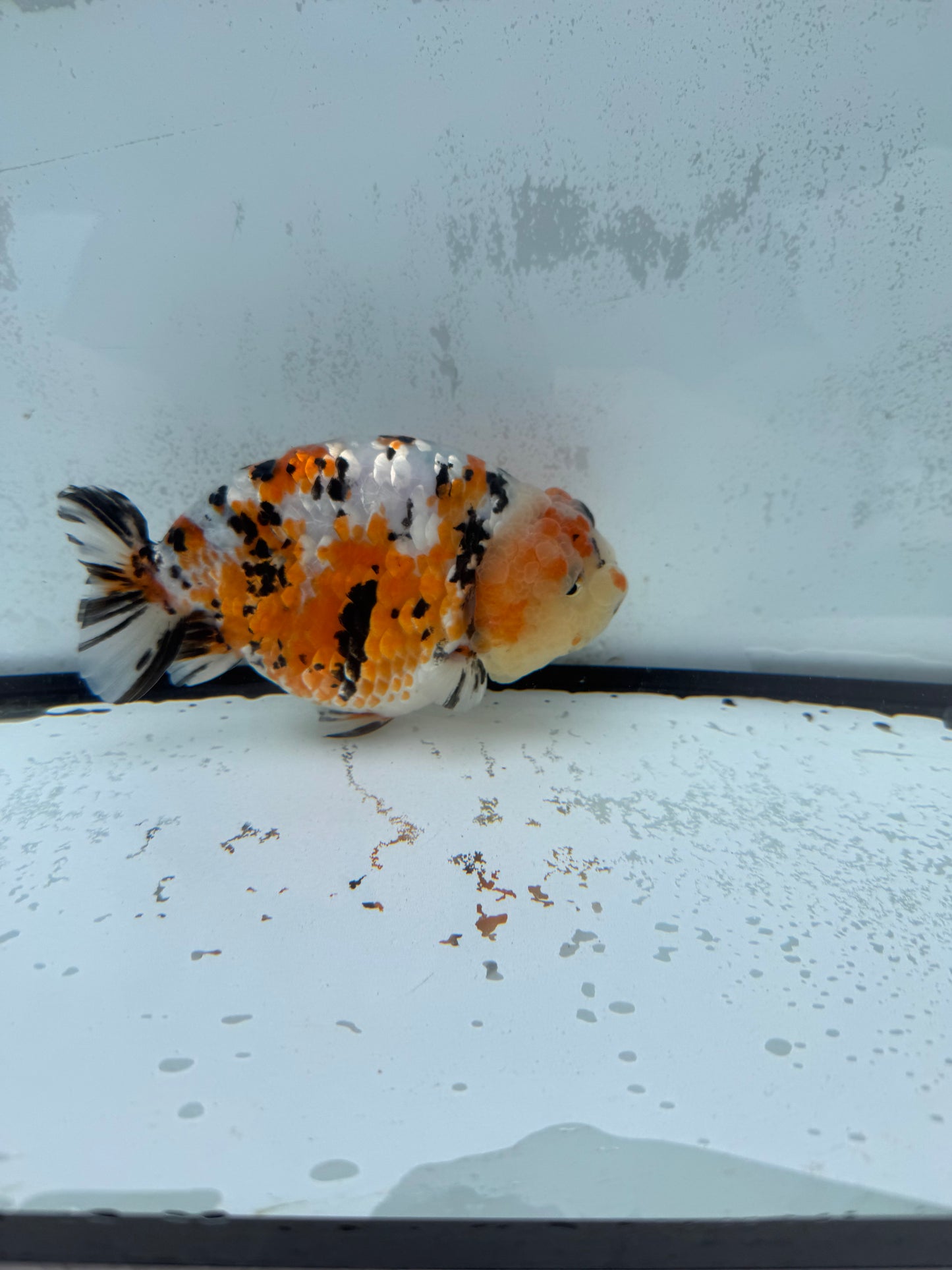 Calico Ranchu. WVF434