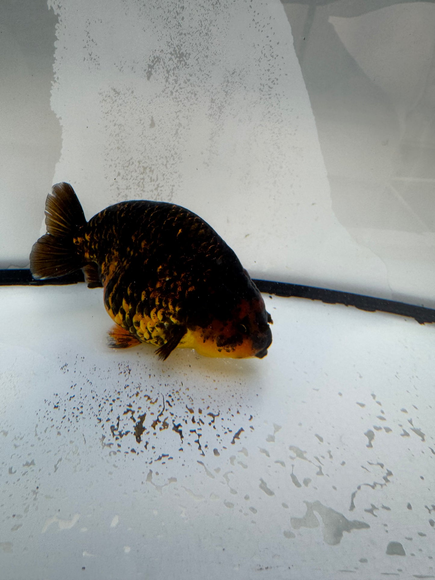 Tiger Ranchu. WVF1099