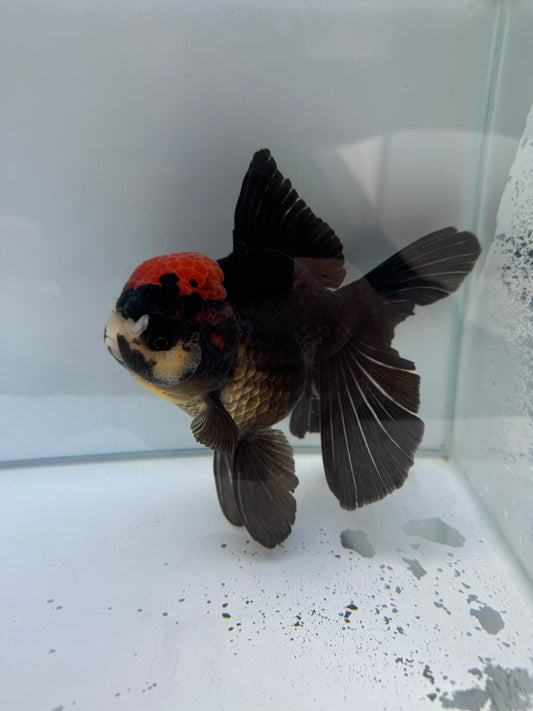 Tricolour Oranda. WVF285