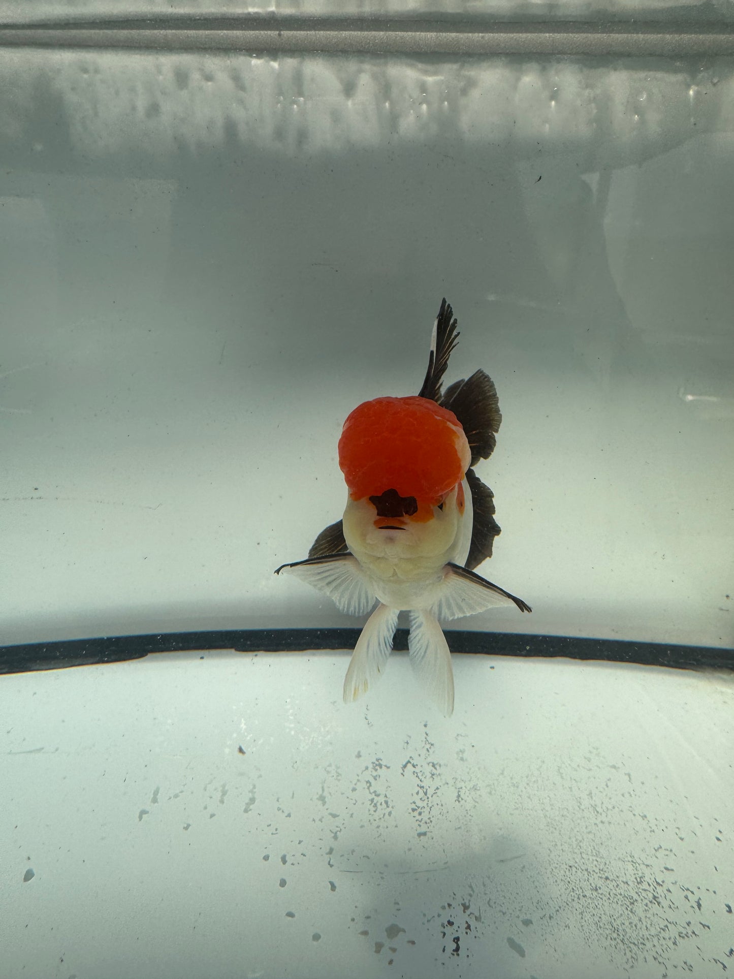 Tricolour Oranda. WVF910