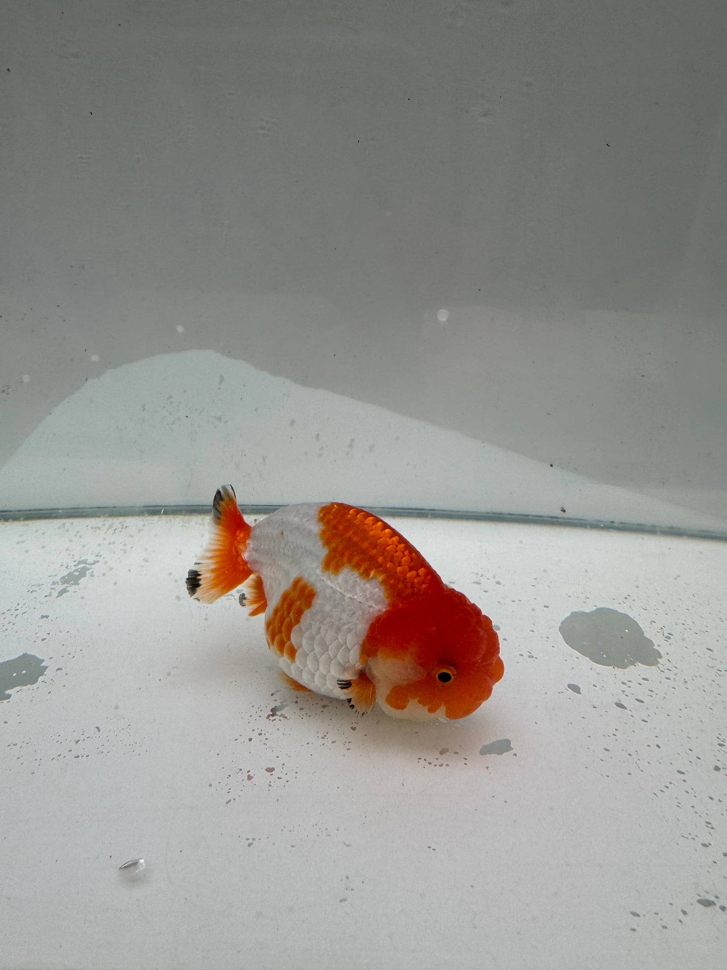 Red&white Ranchu.  WVF044