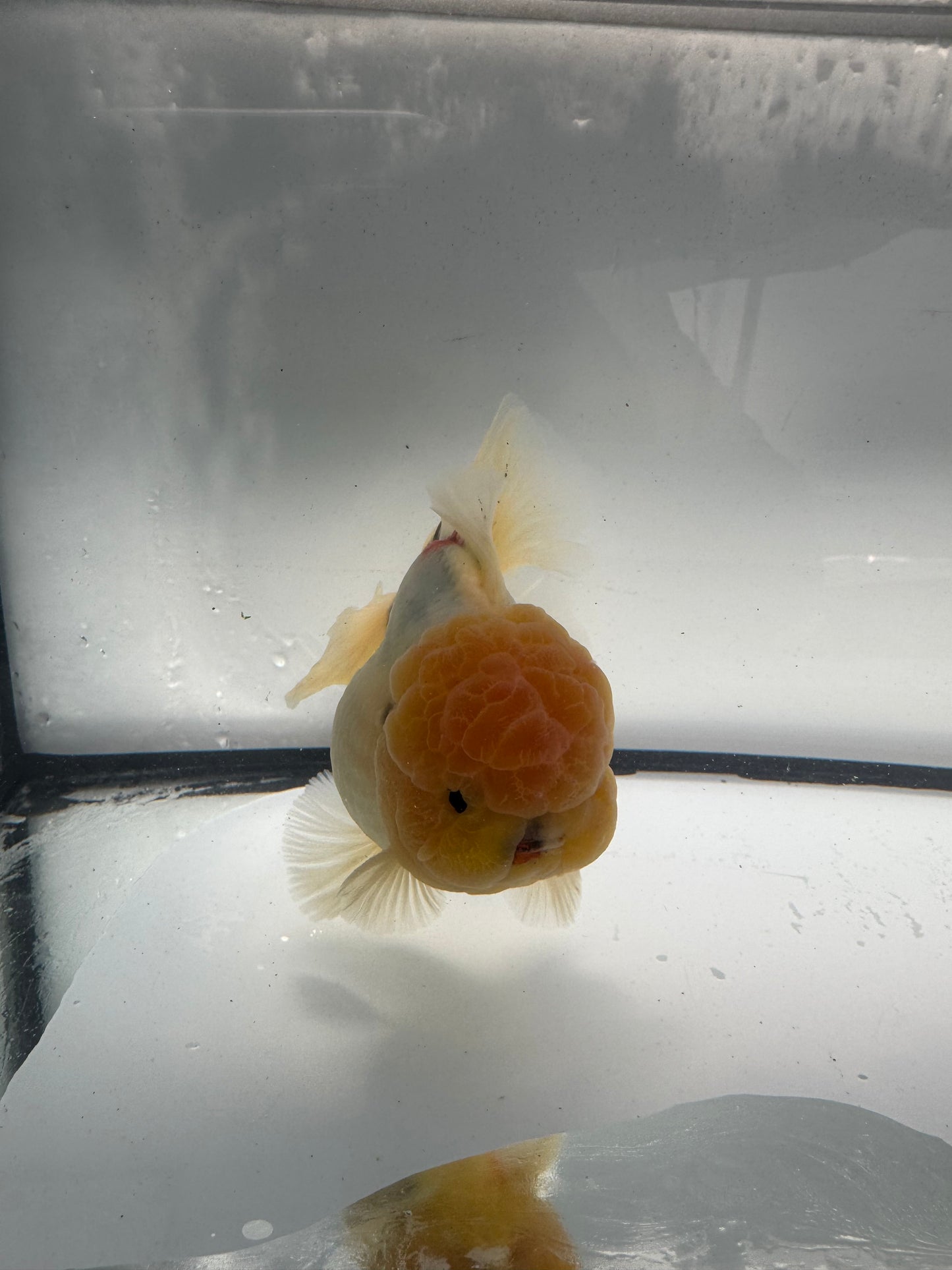 Calico Oranda. WVF912