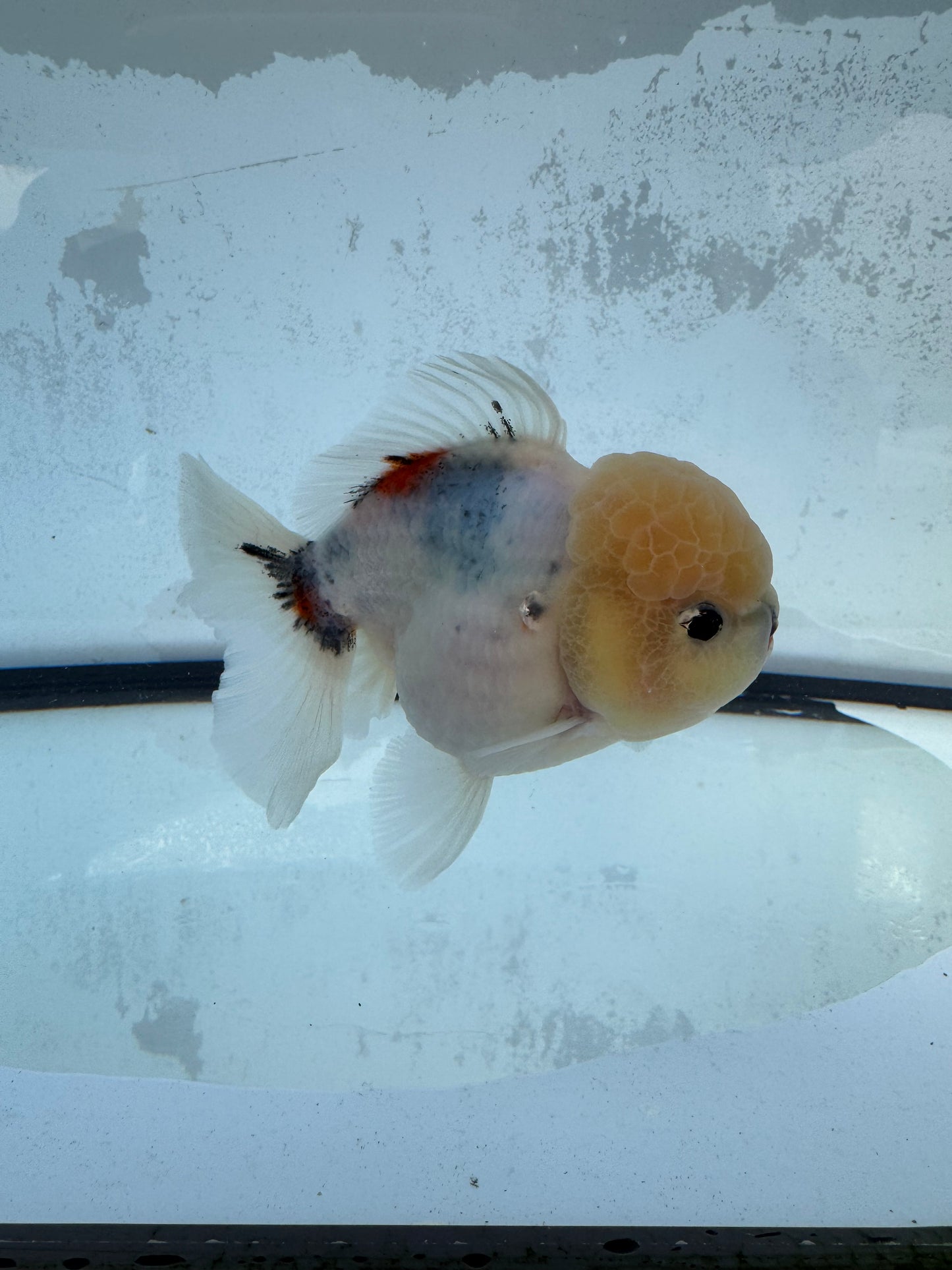 Calico Oranda. WVF418
