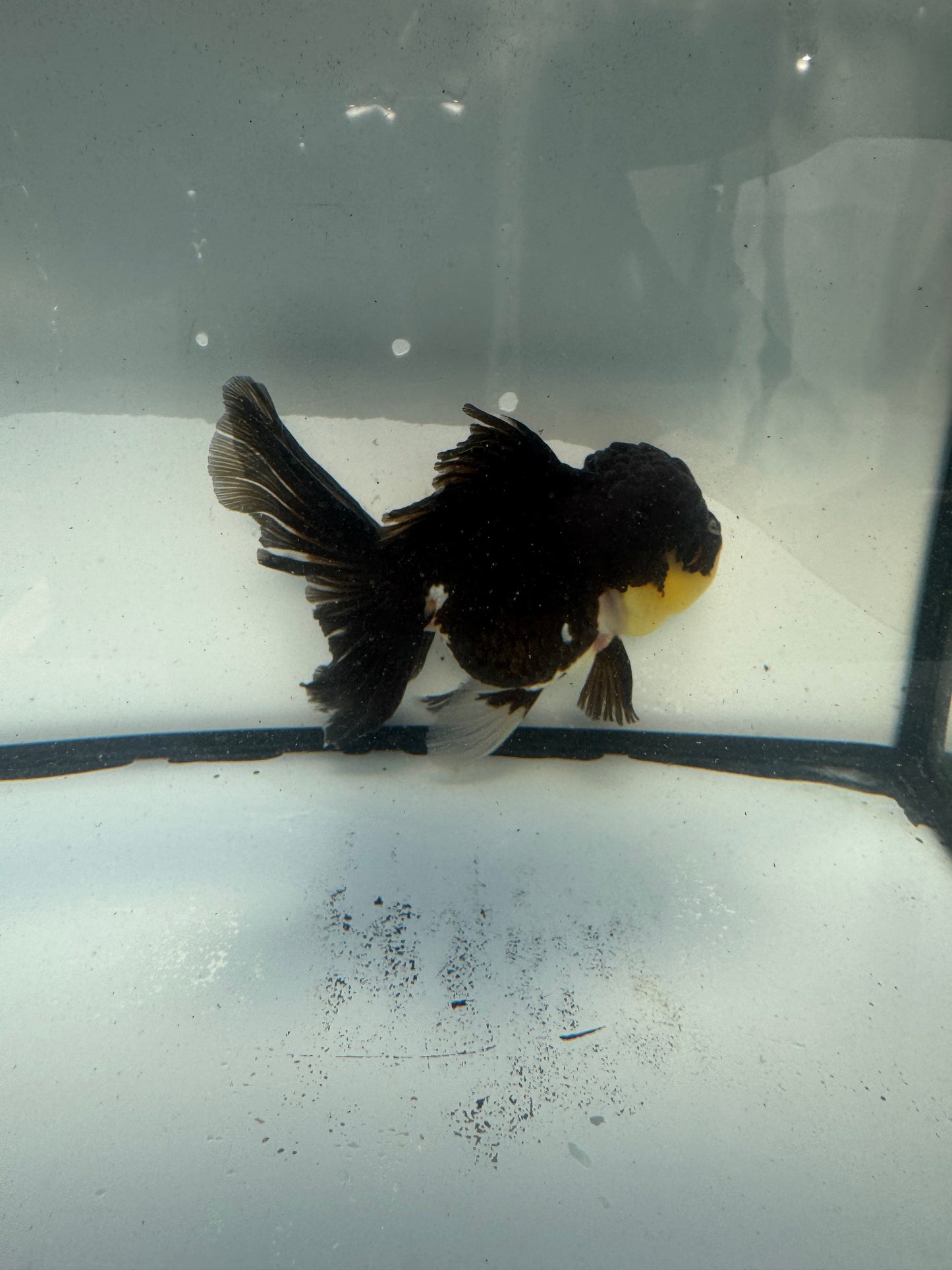 Panda Oranda.  WVF922