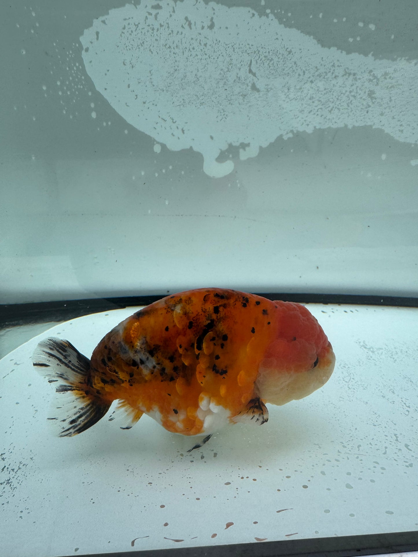 Calico Ranchu. WVF949