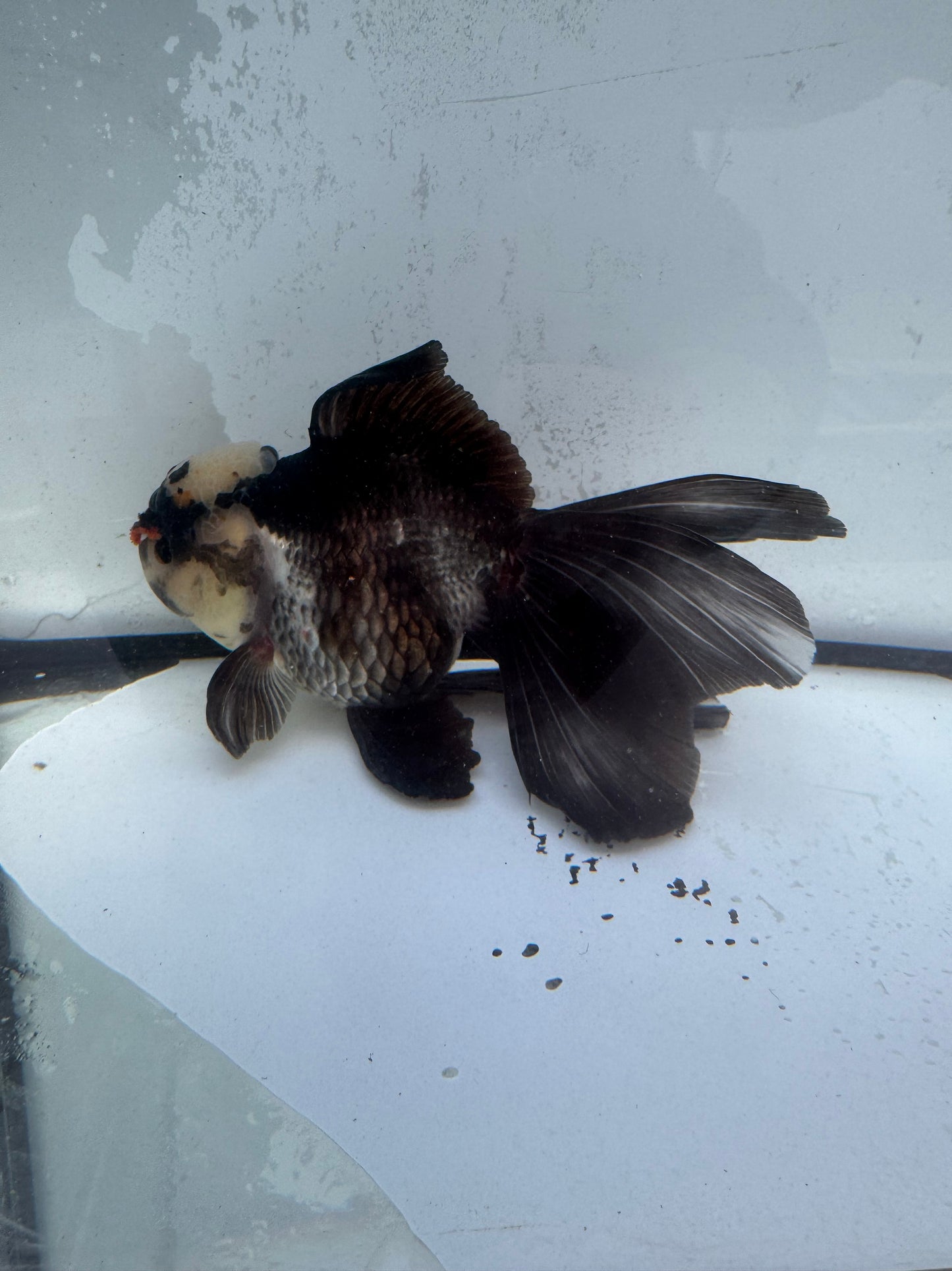Oranda. WVF475