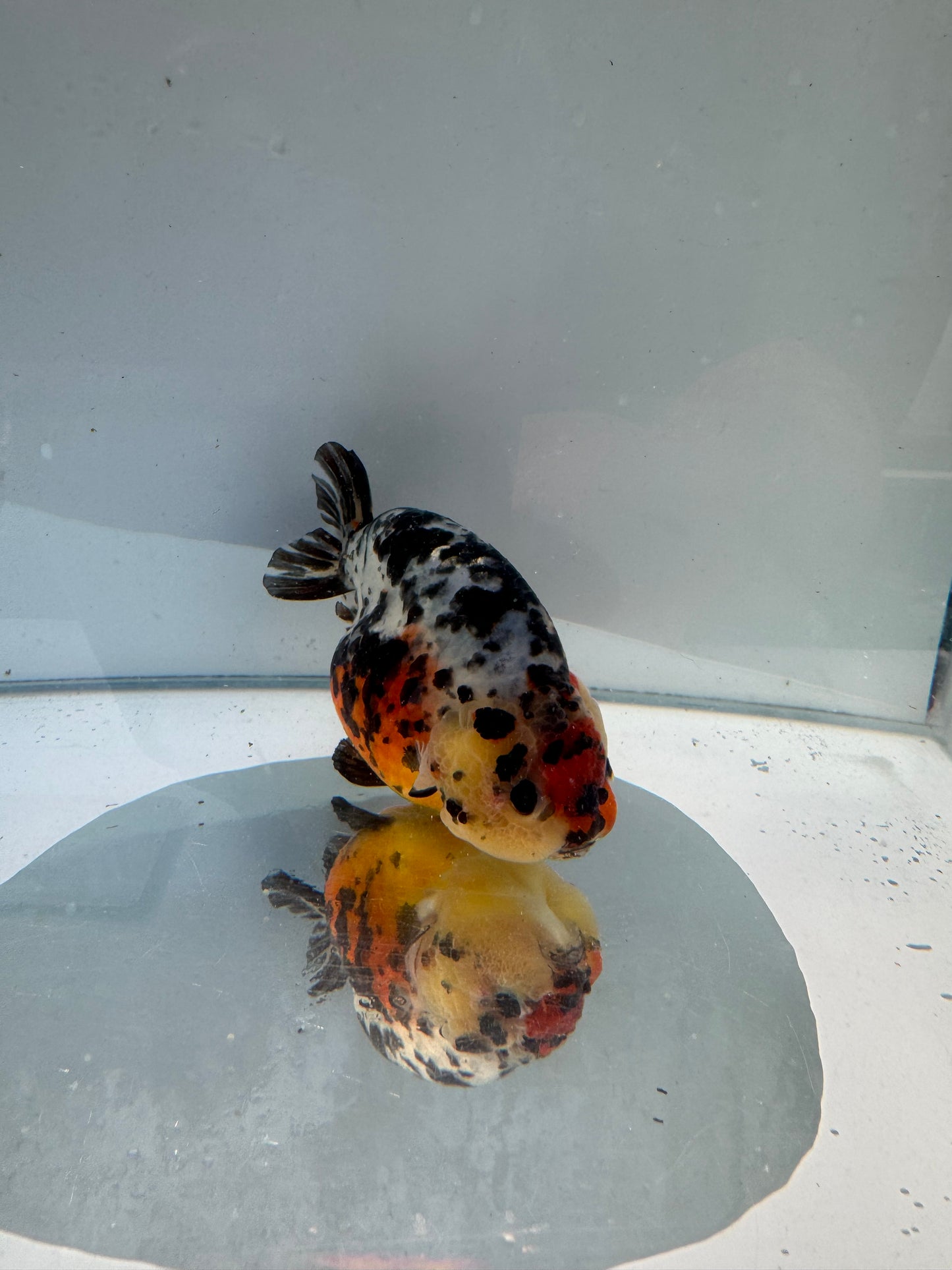 Calico Ranchu.  WVF156