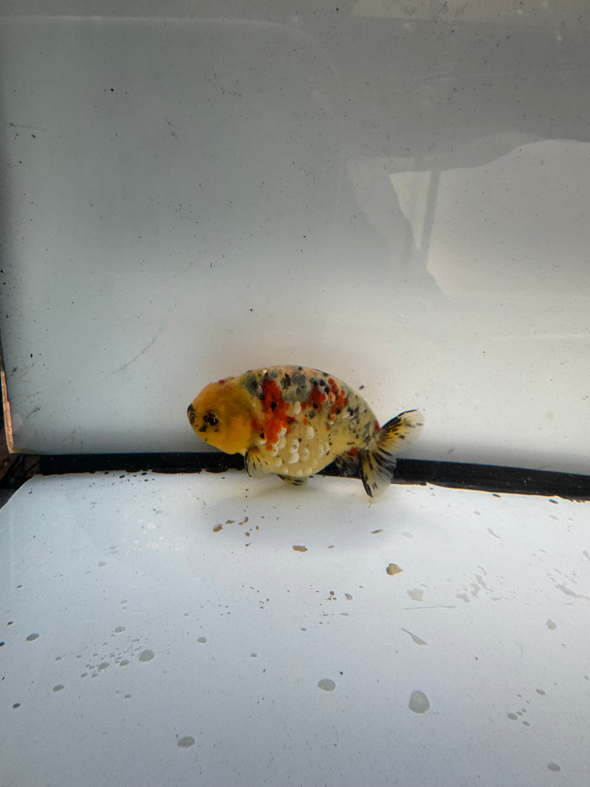 Calico Ranchu. WVF1187