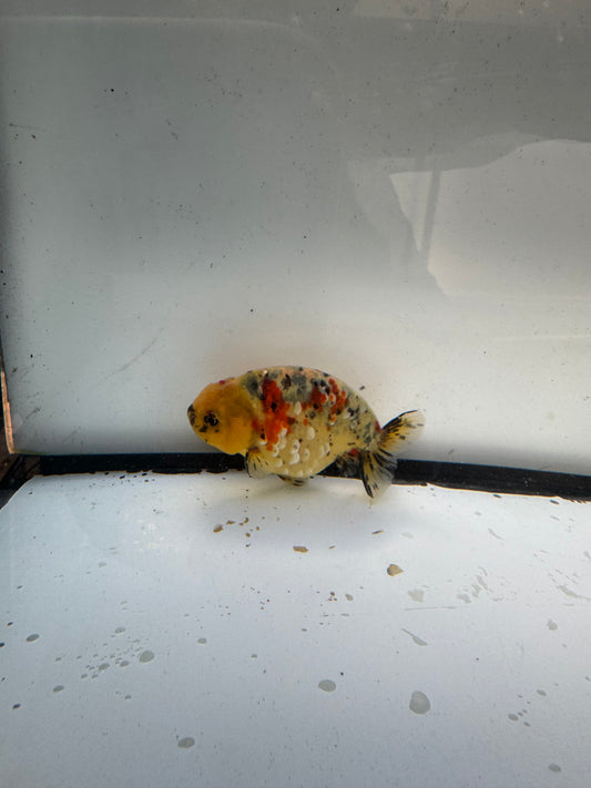 Calico Ranchu. WVF1187