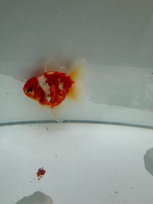 Sakura Oranda.  WVF115