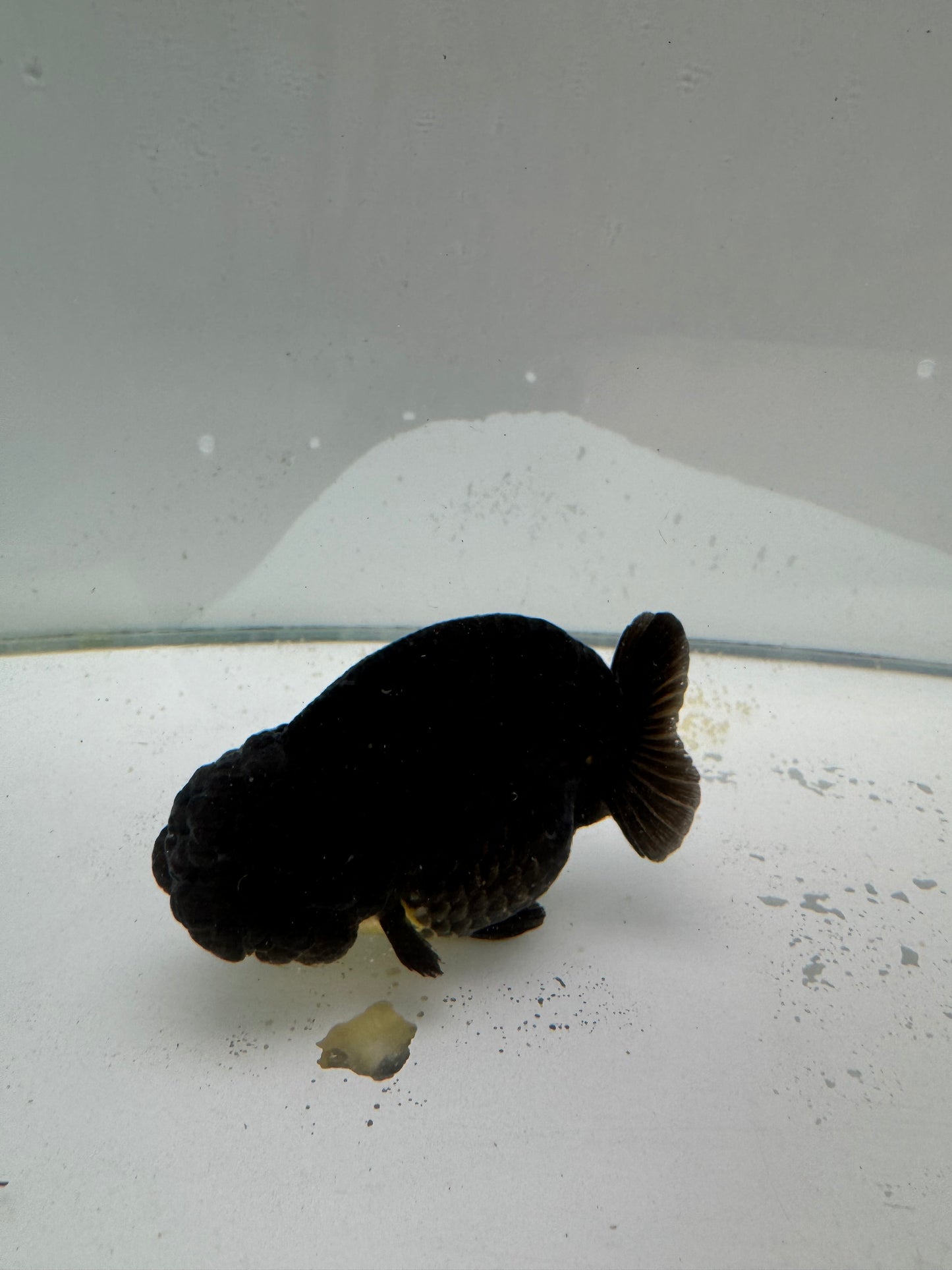 Black Ranchu. WVF042