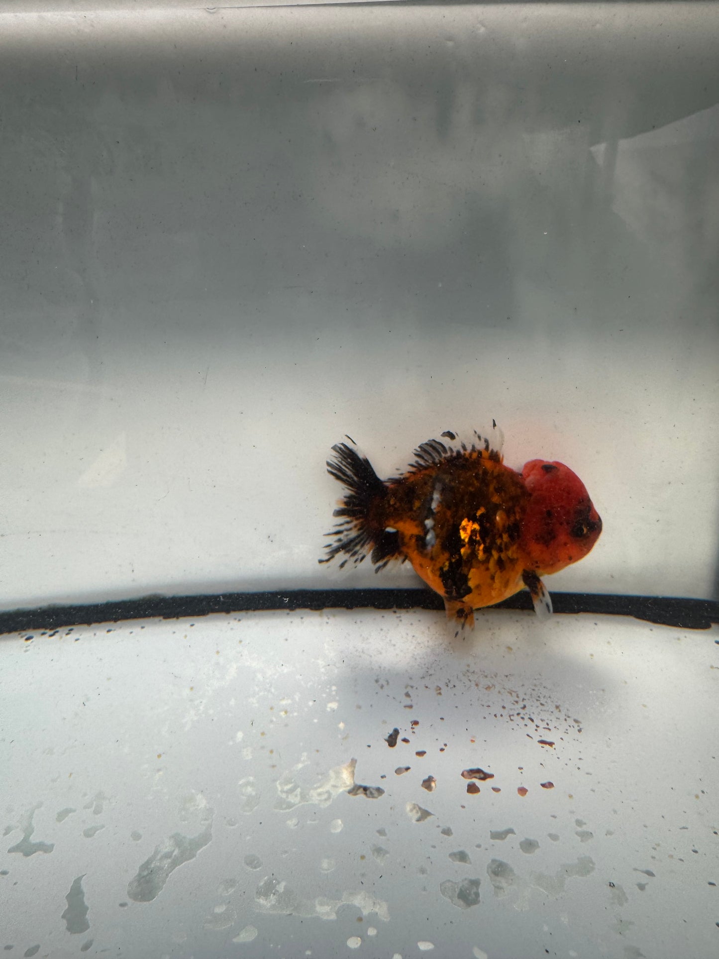 Red tiger short tail Oranda. WVF1056