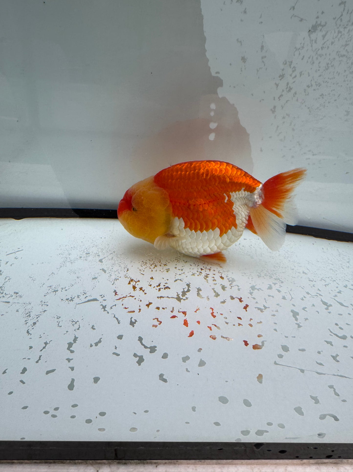 Red&white Ranchu. WVF1106