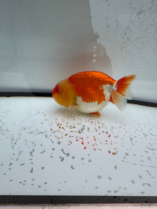 Red&white Ranchu. WVF1106