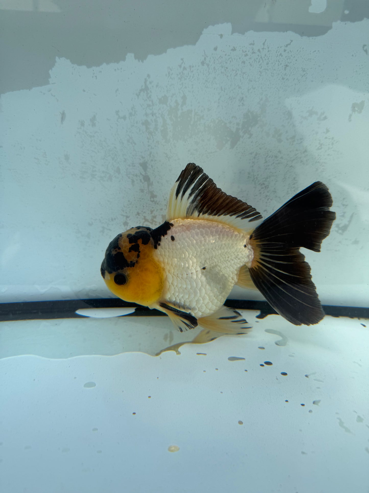 Panda Oranda WVF413