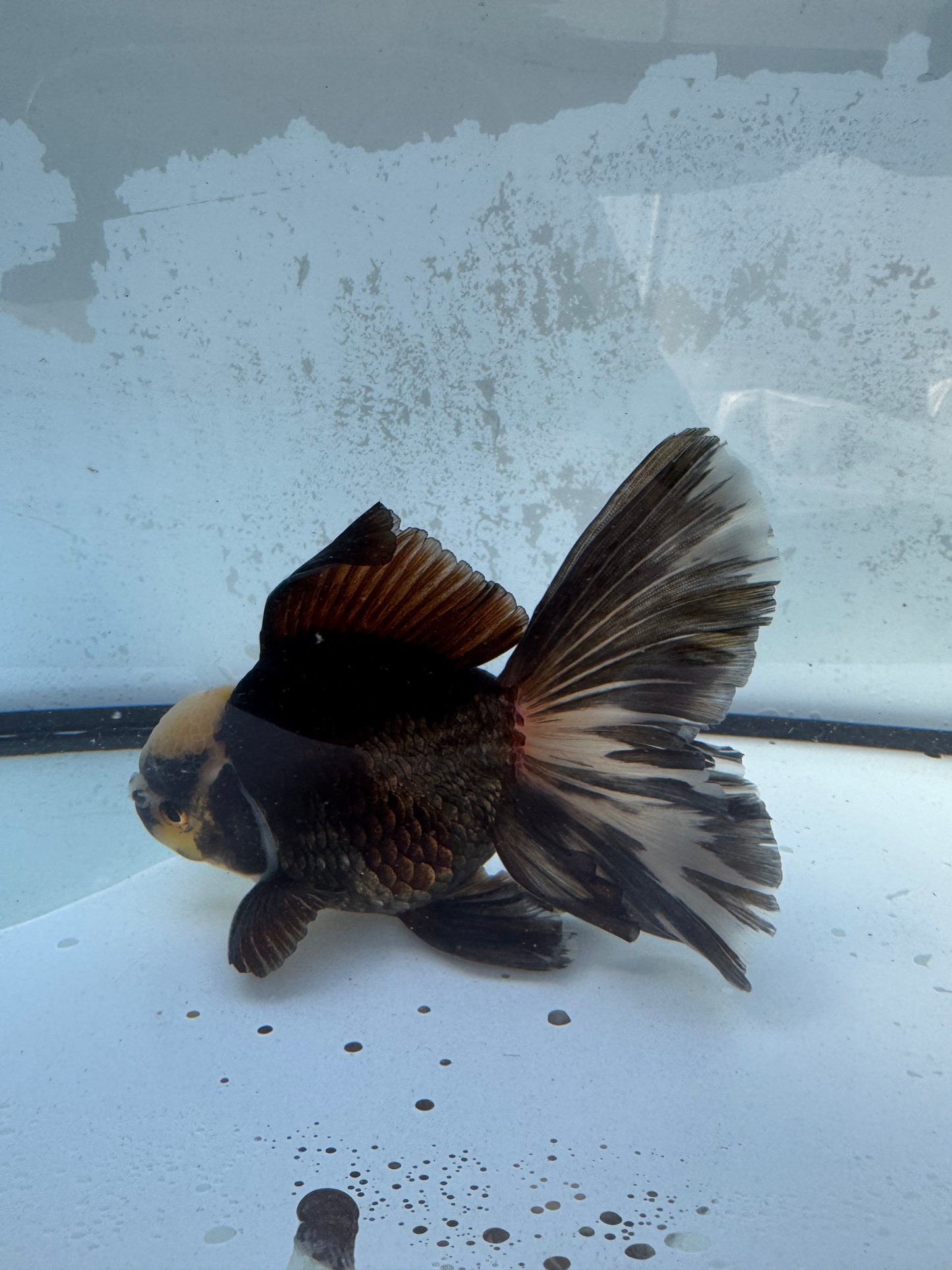 Panda Oranda. WVF417