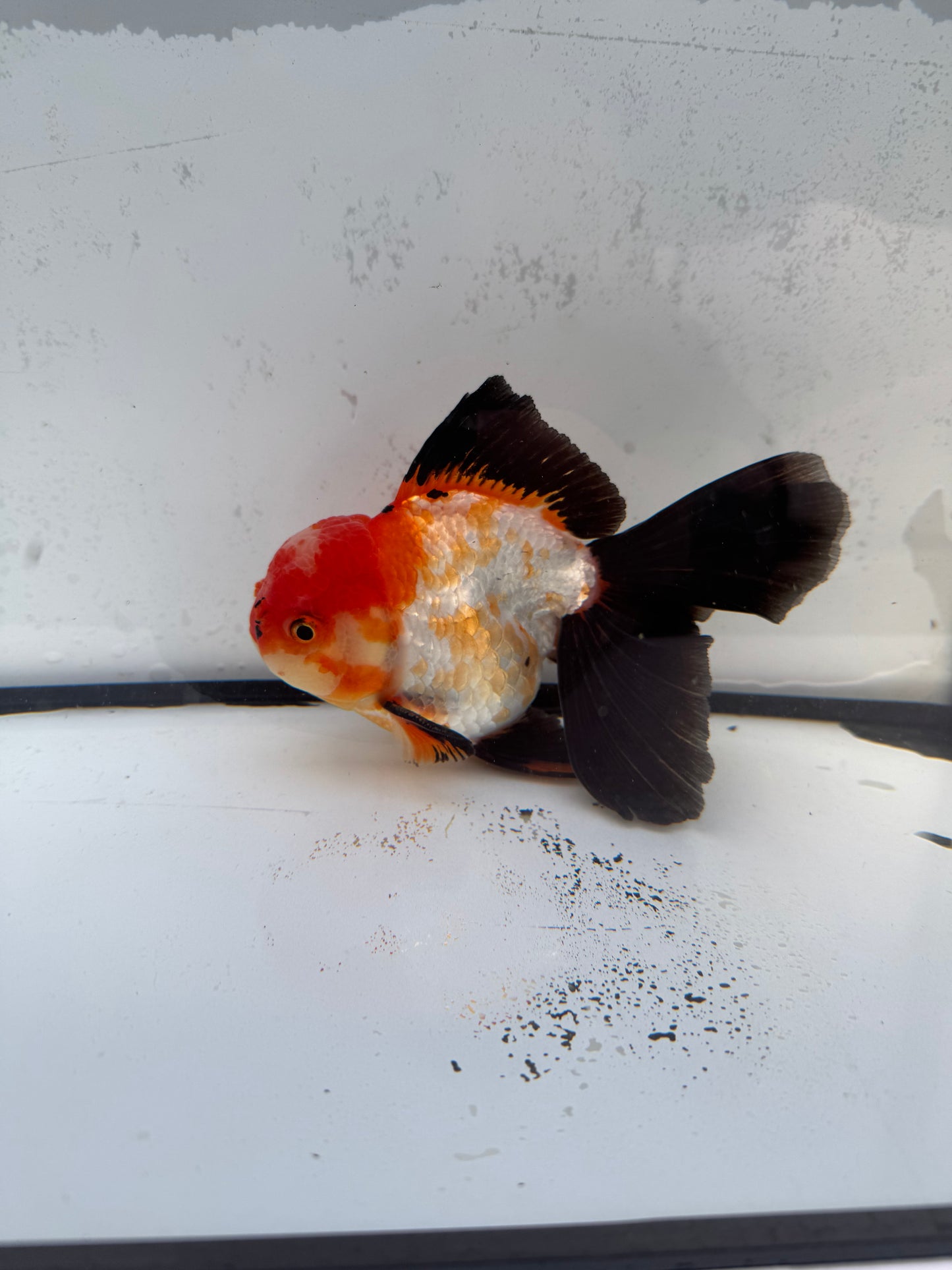 Tricolour Oranda. WVF472