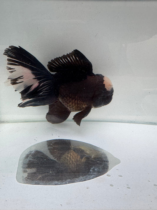 Panda Oranda. WVF289