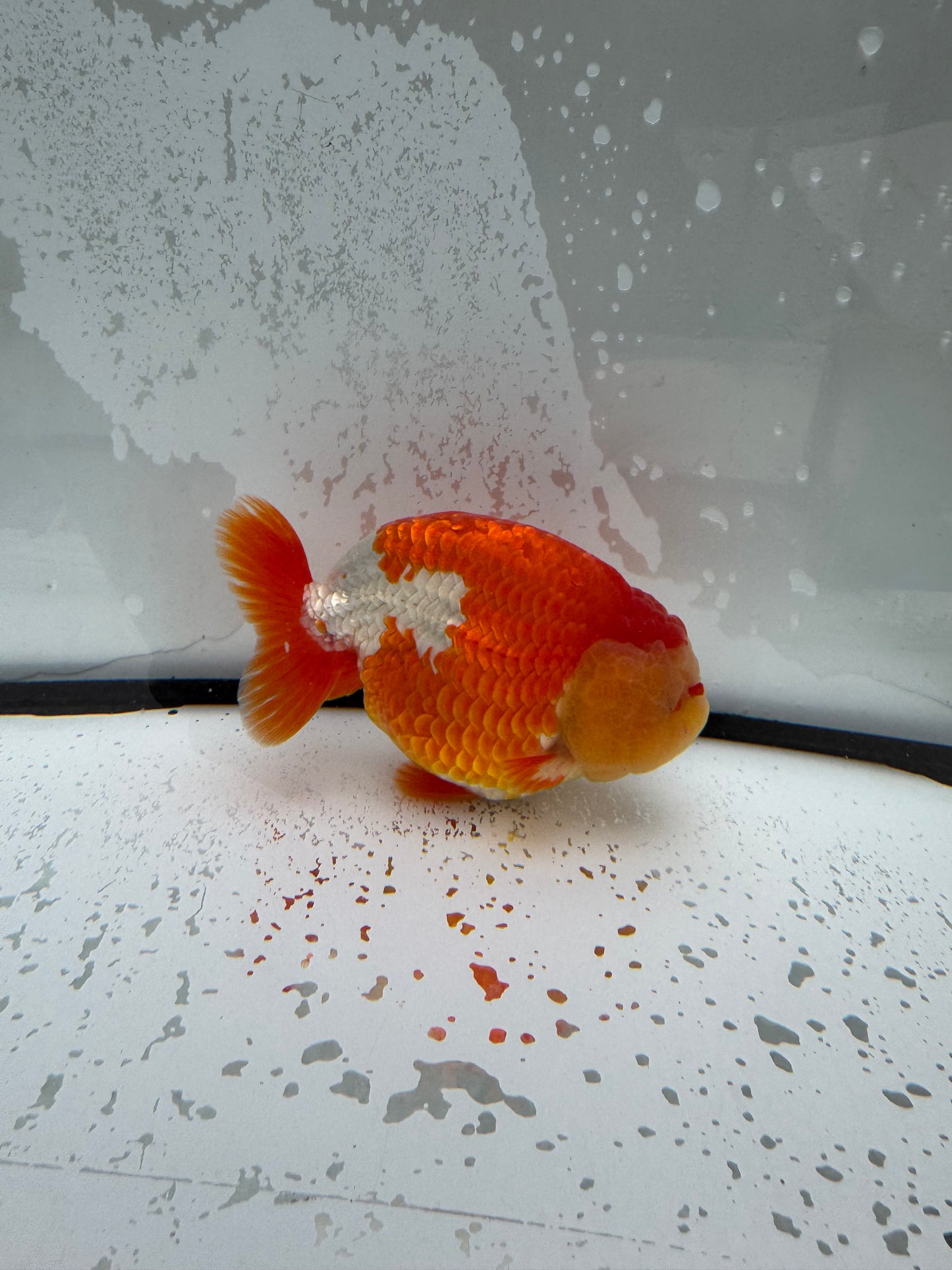 Red&white Ranchu. WVF1112