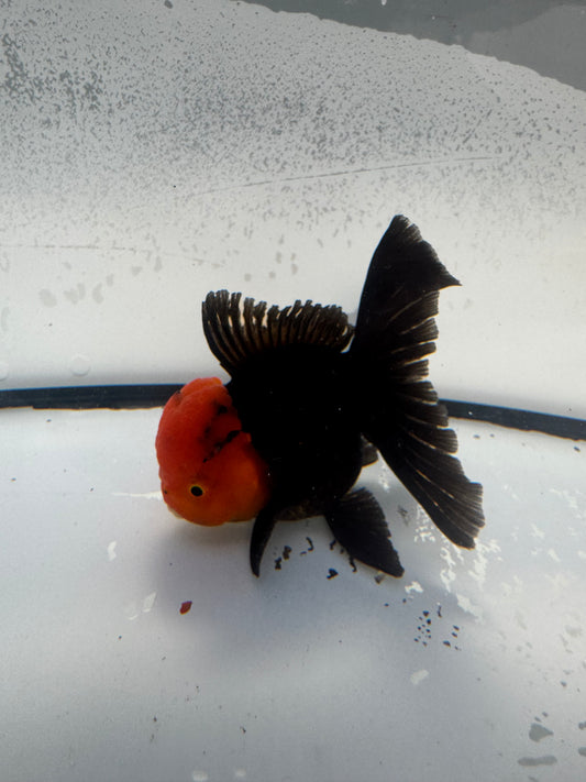 Redhead black Oranda. WVF902
