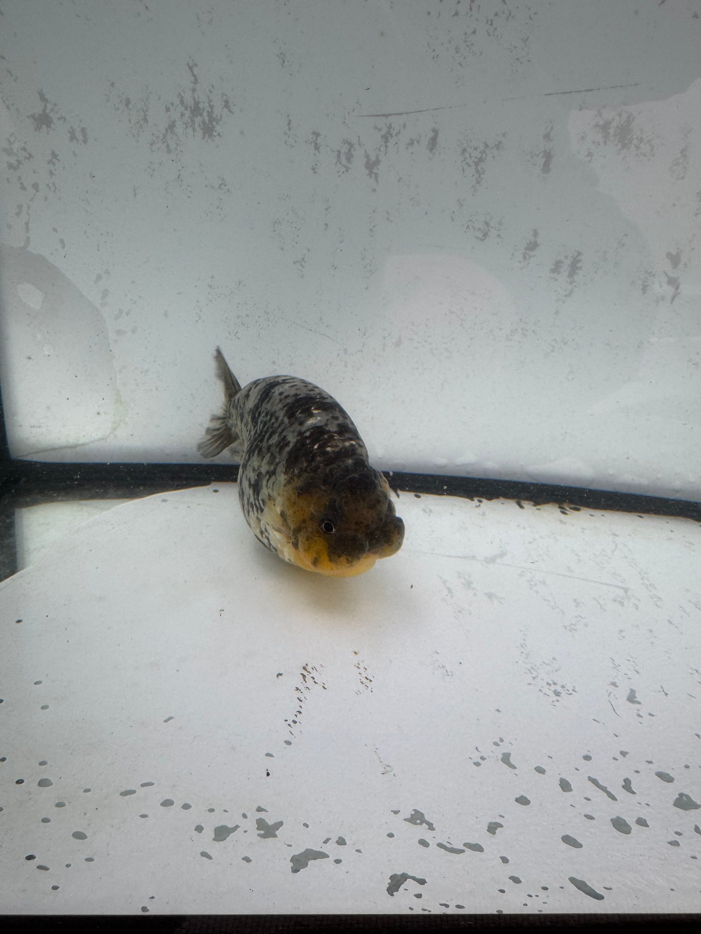 White Oranda ranchu. WVF587