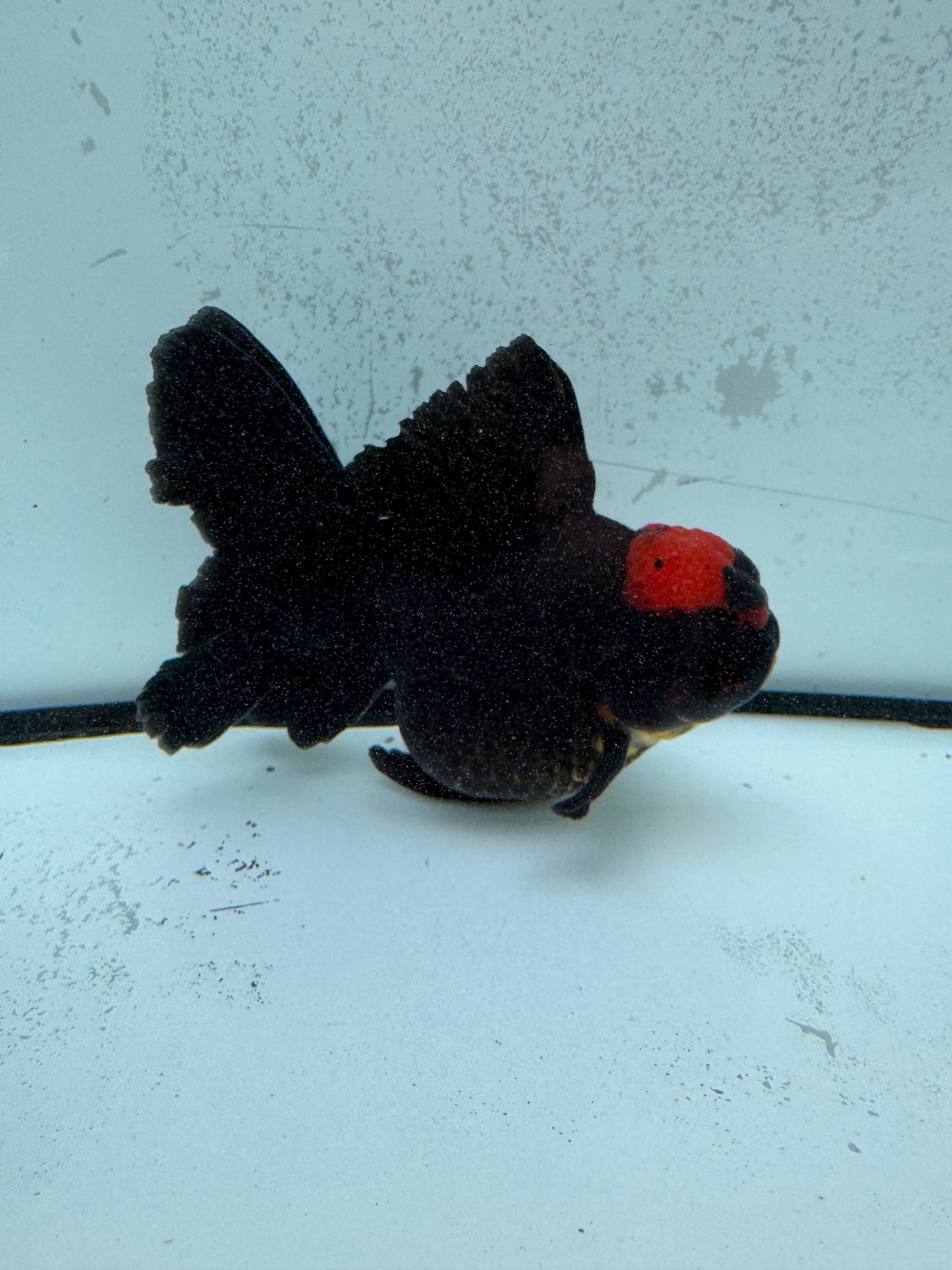 Redhead black Oranda. WVF1133