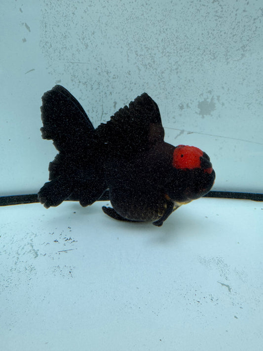 Redhead black Oranda. WVF1133