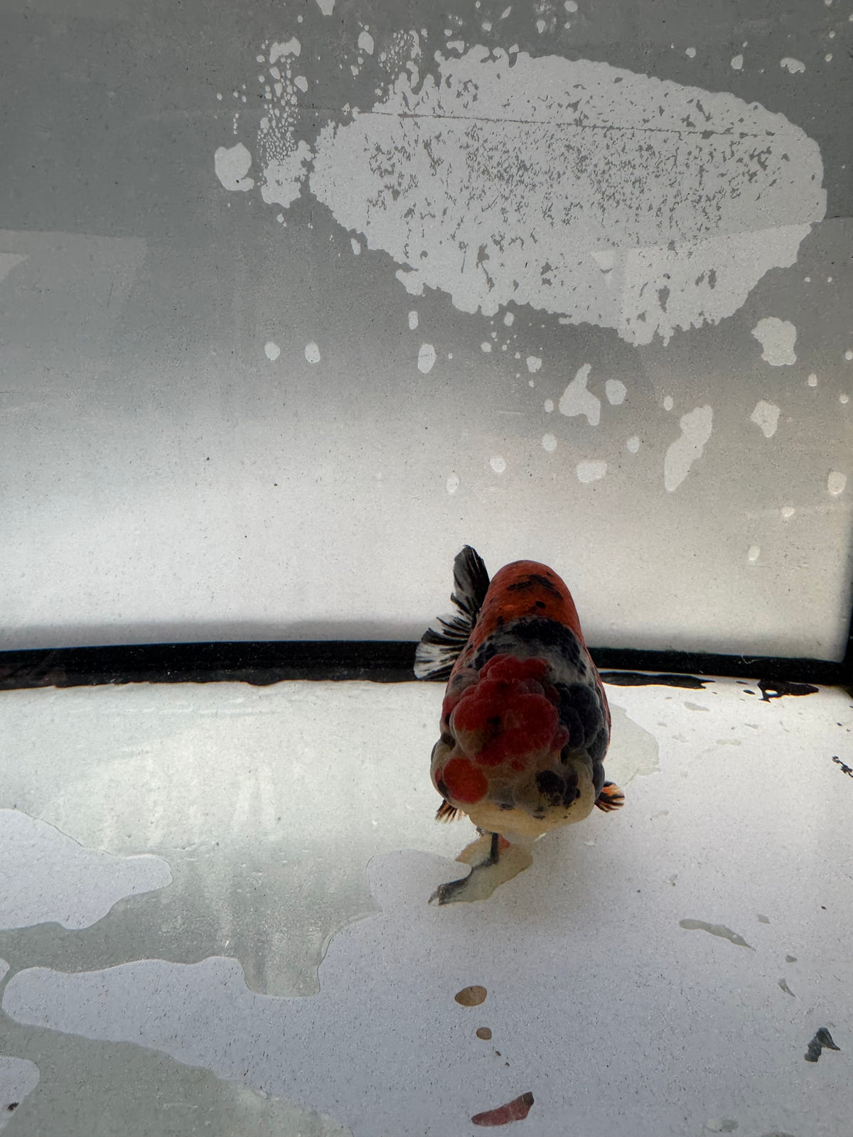 Metalic calico Ranchu. WVF1232