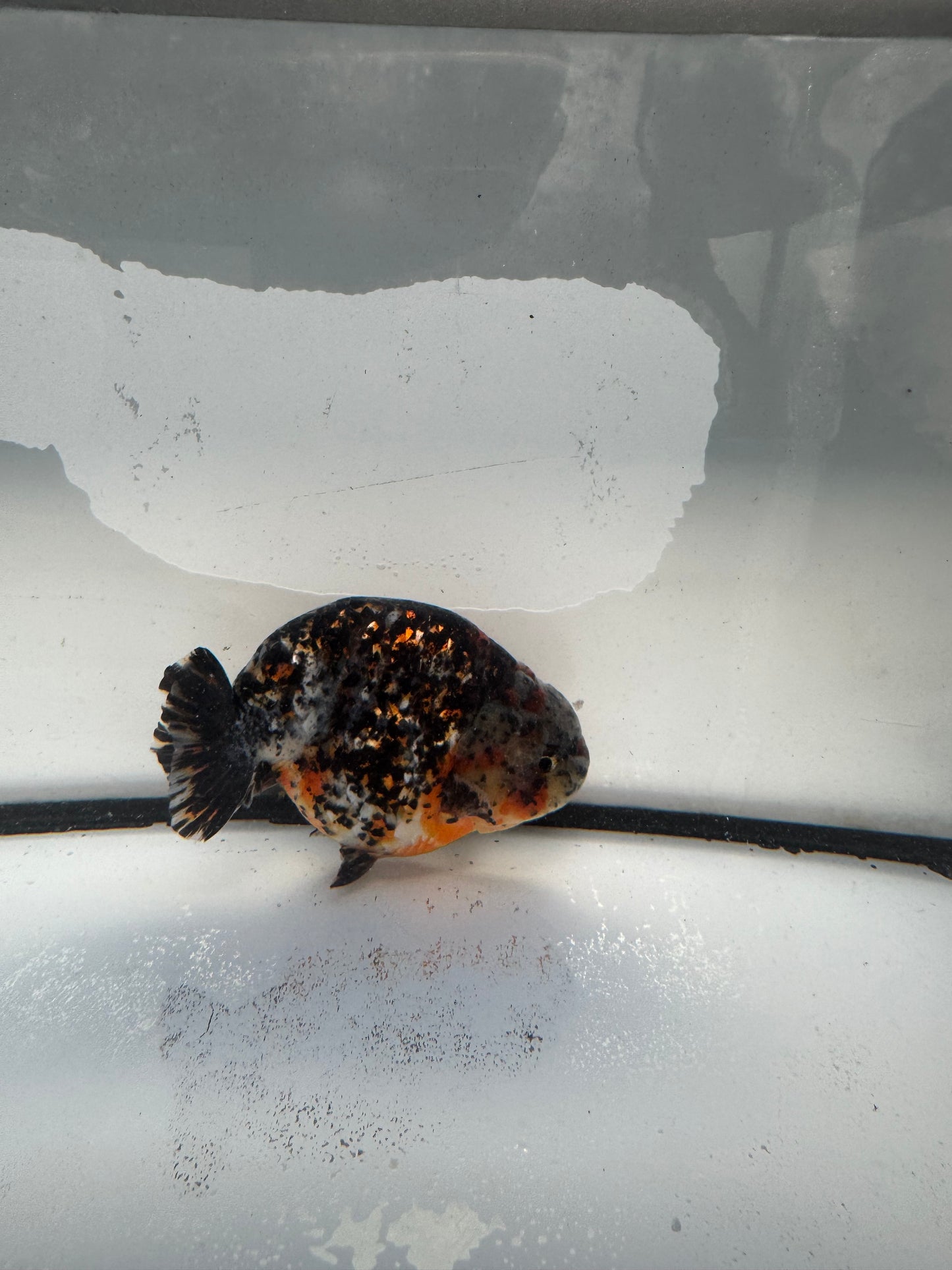 Calico Ranchu.  WVF1037