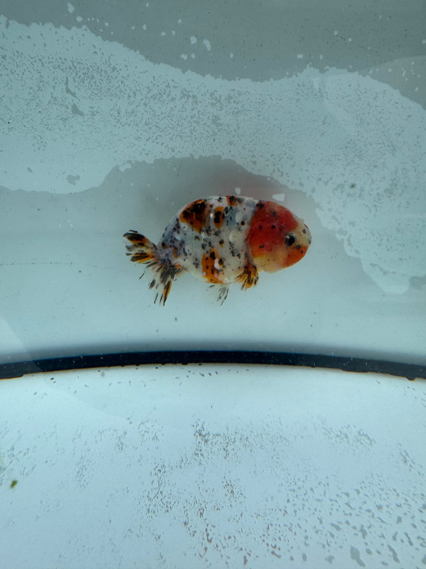 Calico Ranchu. WVF953