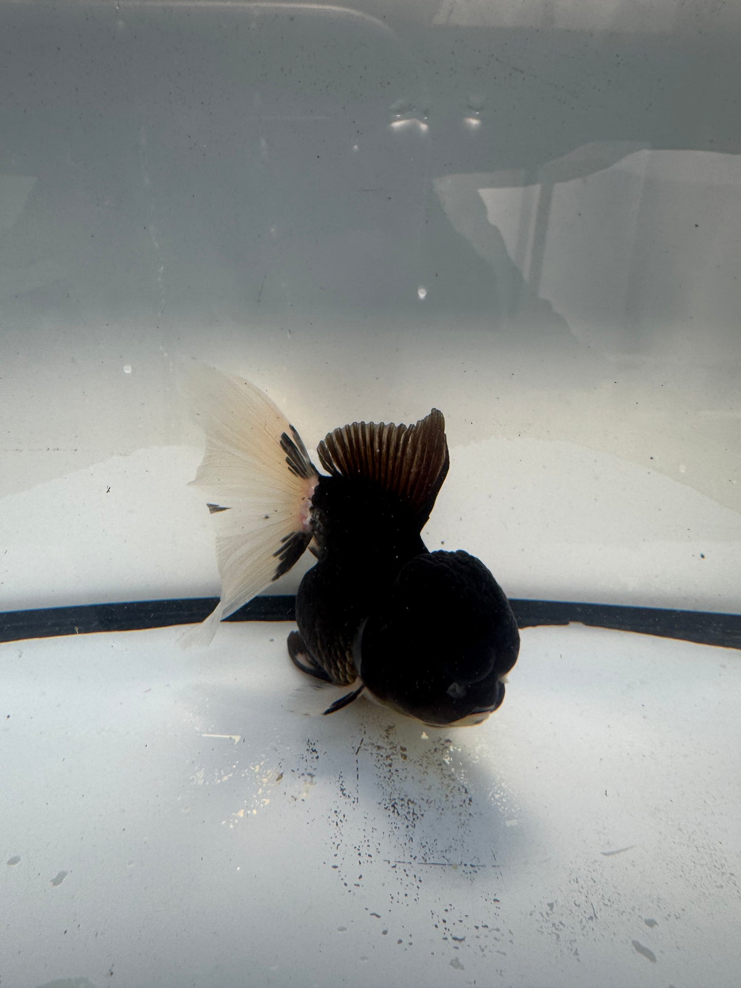 Panda Oranda.  WVF917