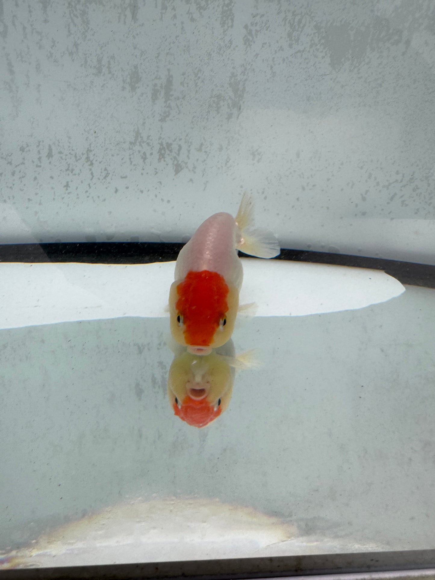 Red&white Ranchu. WVF502