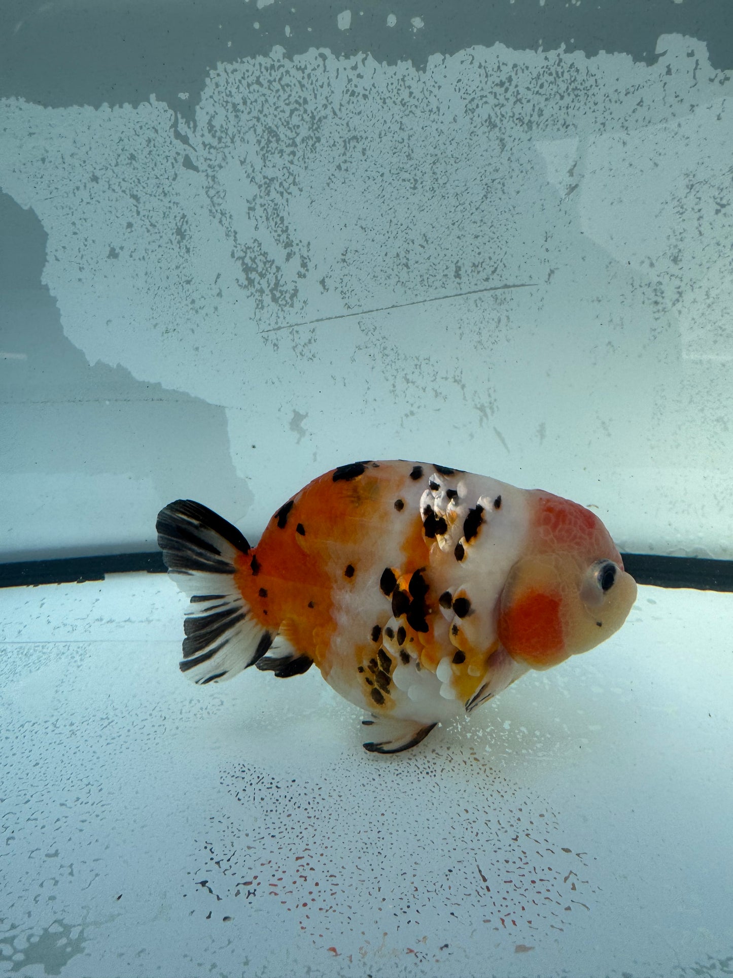 Calico Ranchu.  WVF744