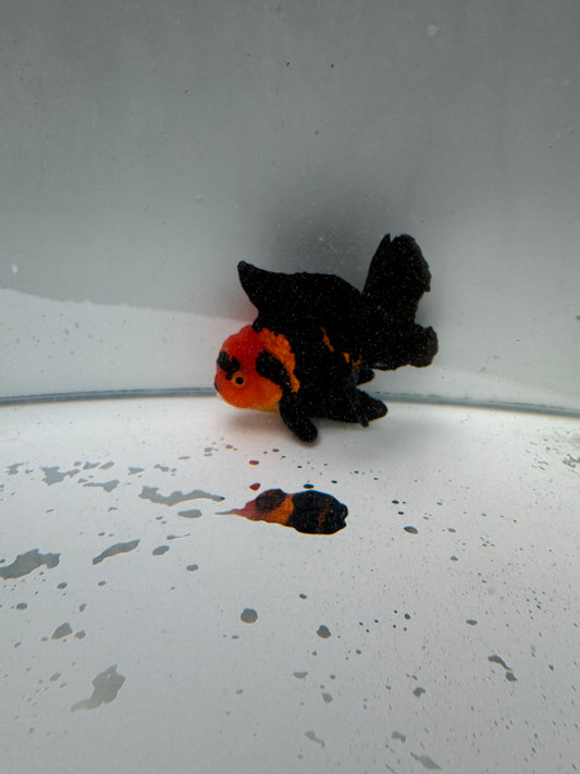 Apache Oranda. wVF014