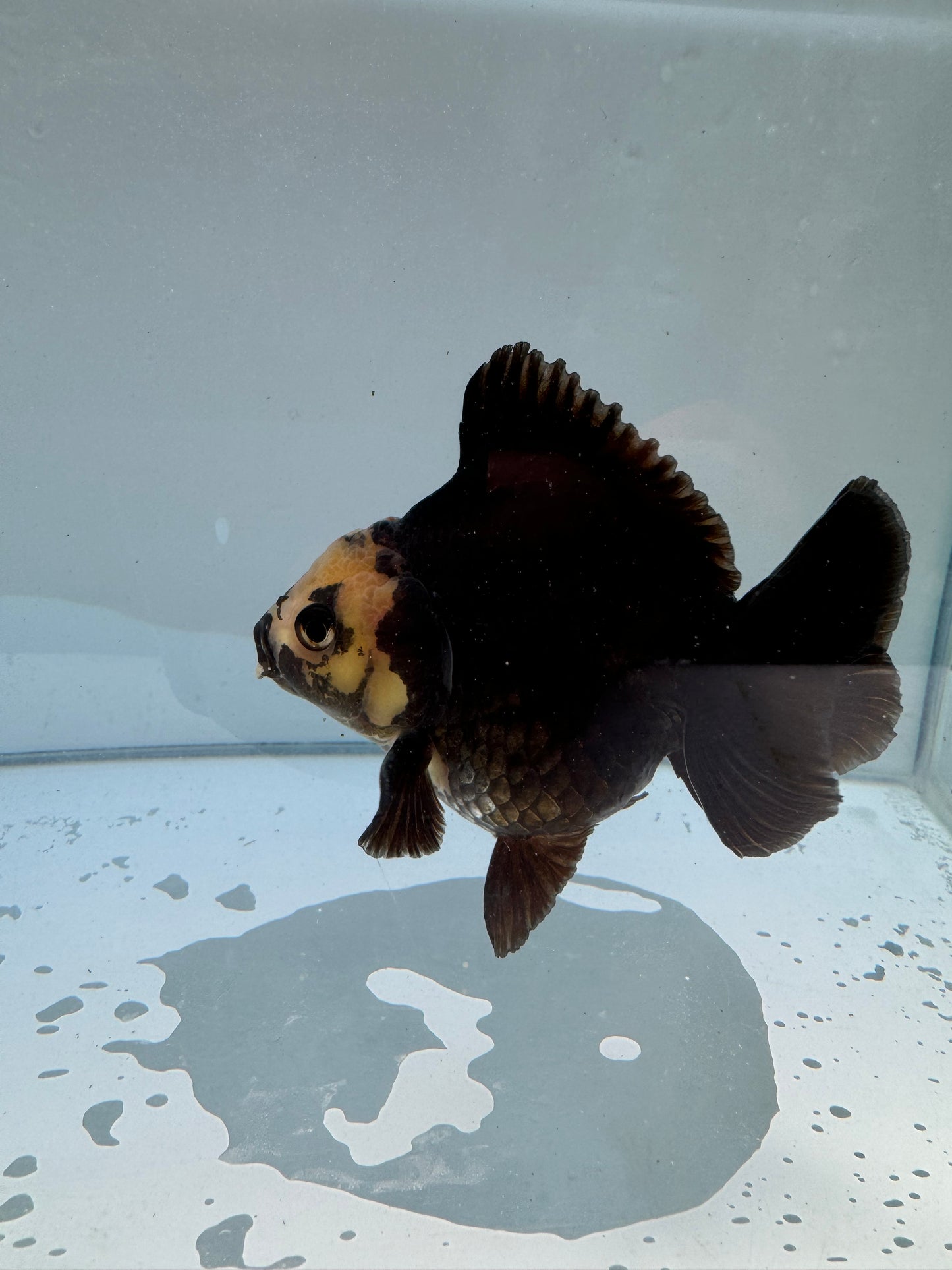 Panda Oranda WVF053