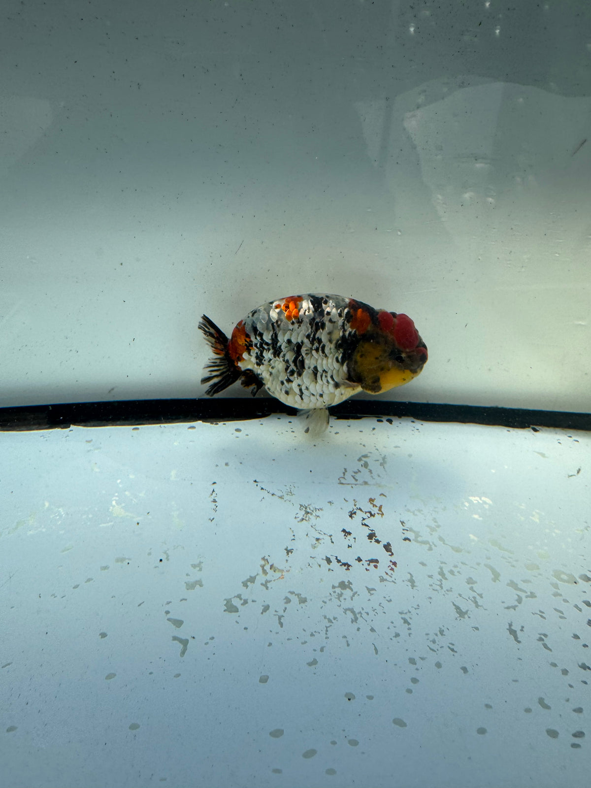 Metalic calico Ranchu. WVF1184