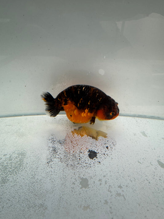 Kirin Ranchu.  WVF311