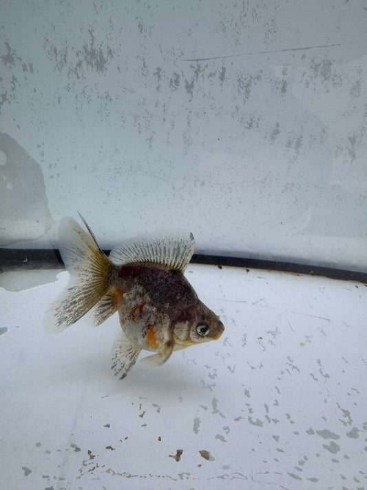 Kirin broadtail Ryukin. WVF584